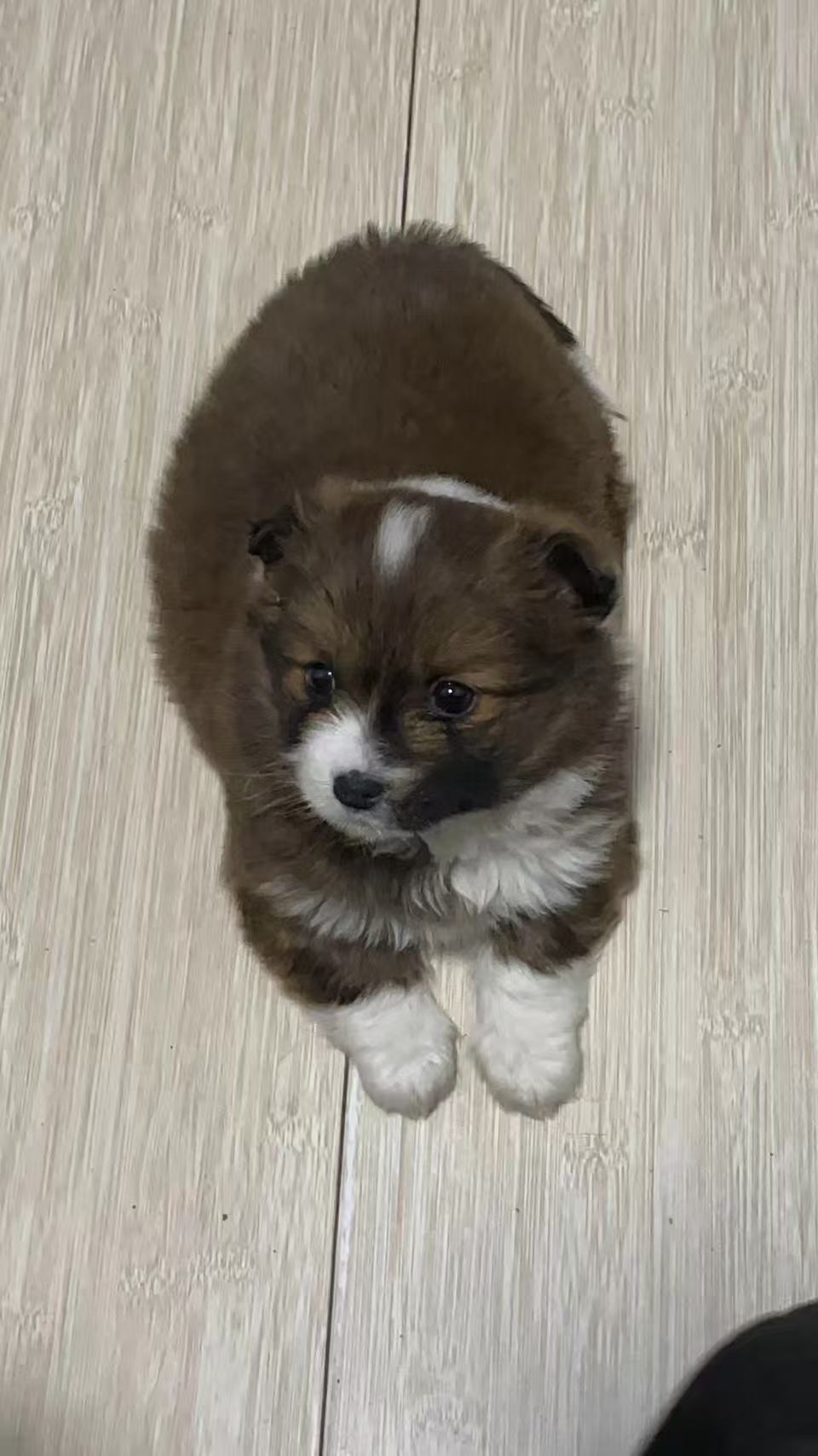 Z中
